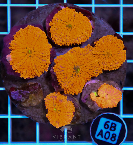 Mushroom INDO