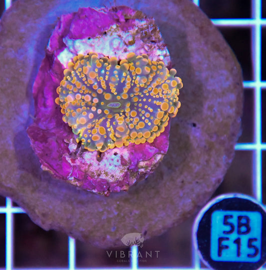 Mushroom INDO