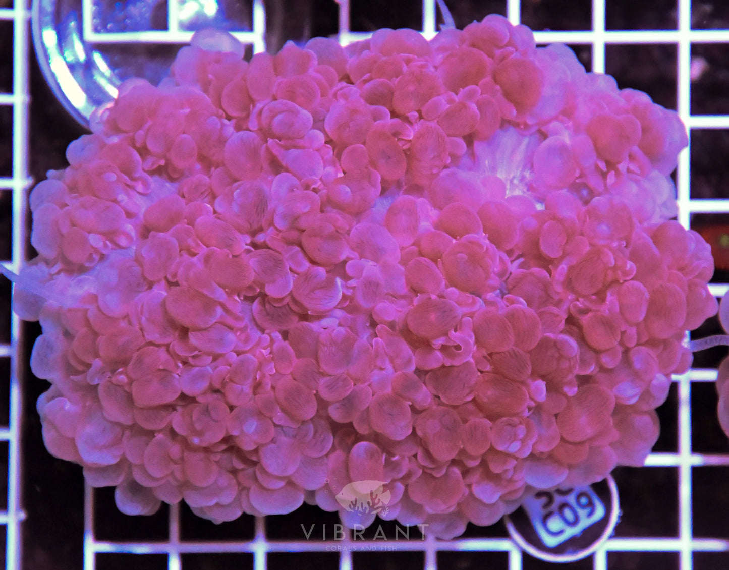 Bubble Coral AUS