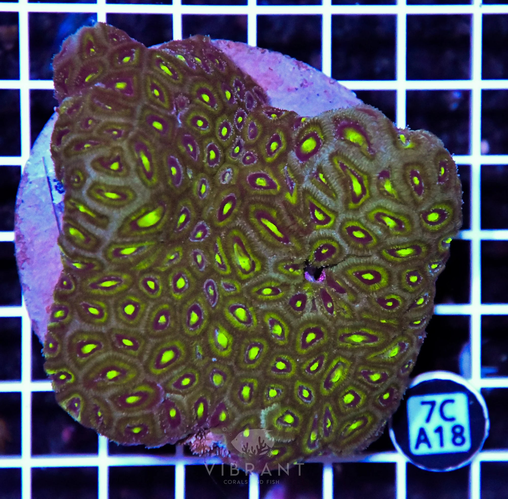 Micromussa INDO