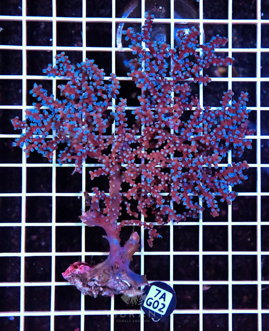 Gorgonian INDO W