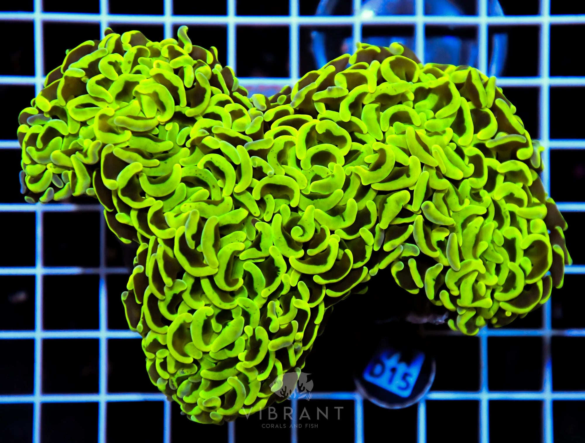 Hammer Wall INDO