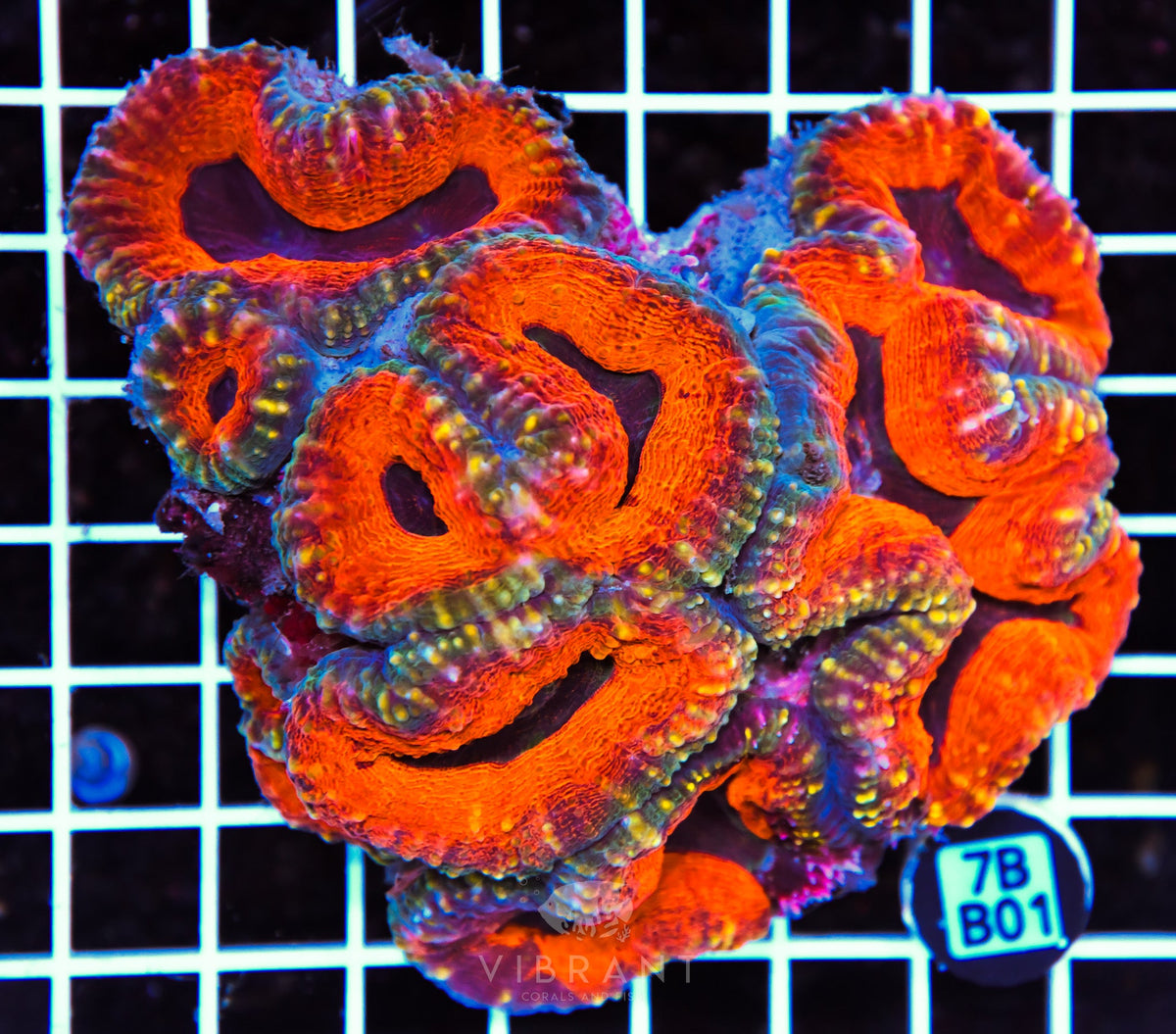 Lobophyllia AUS