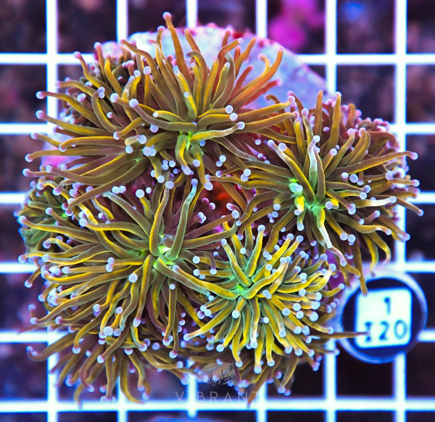 Torch INDO