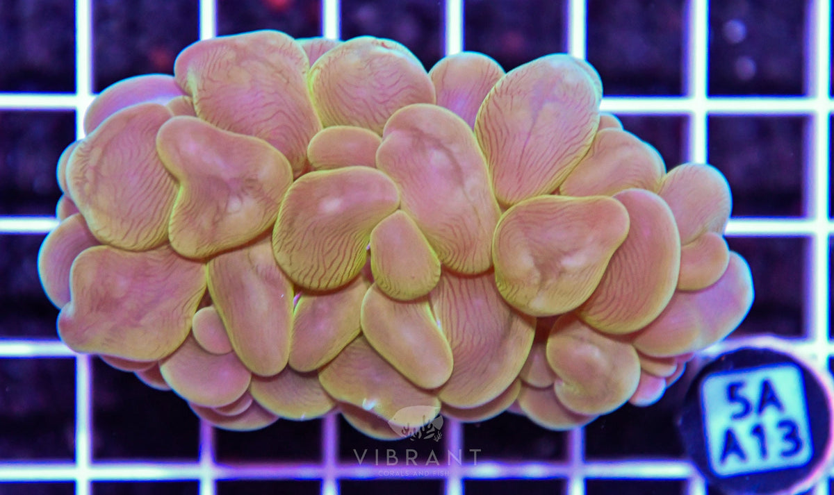 Bubble Coral AUS