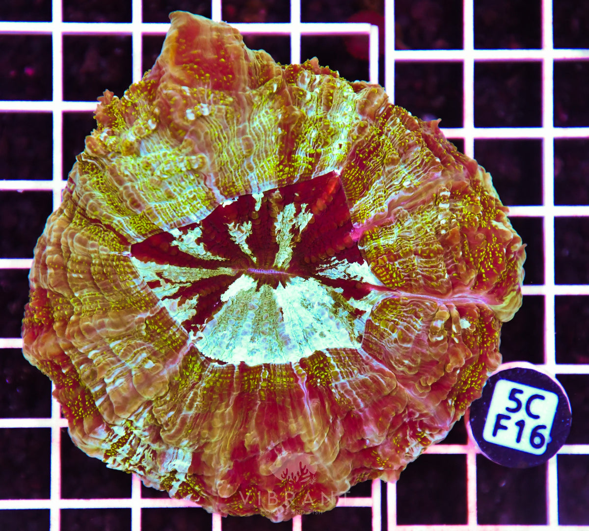 Acanthophyllia AUS