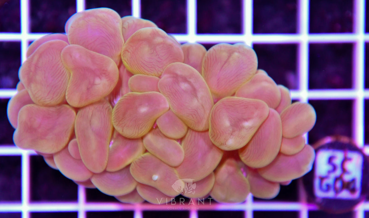 Bubble Coral AUS