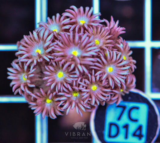 Frag Goniopora WAUS