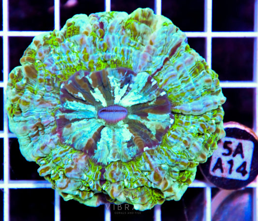 Acanthophyllia AUS