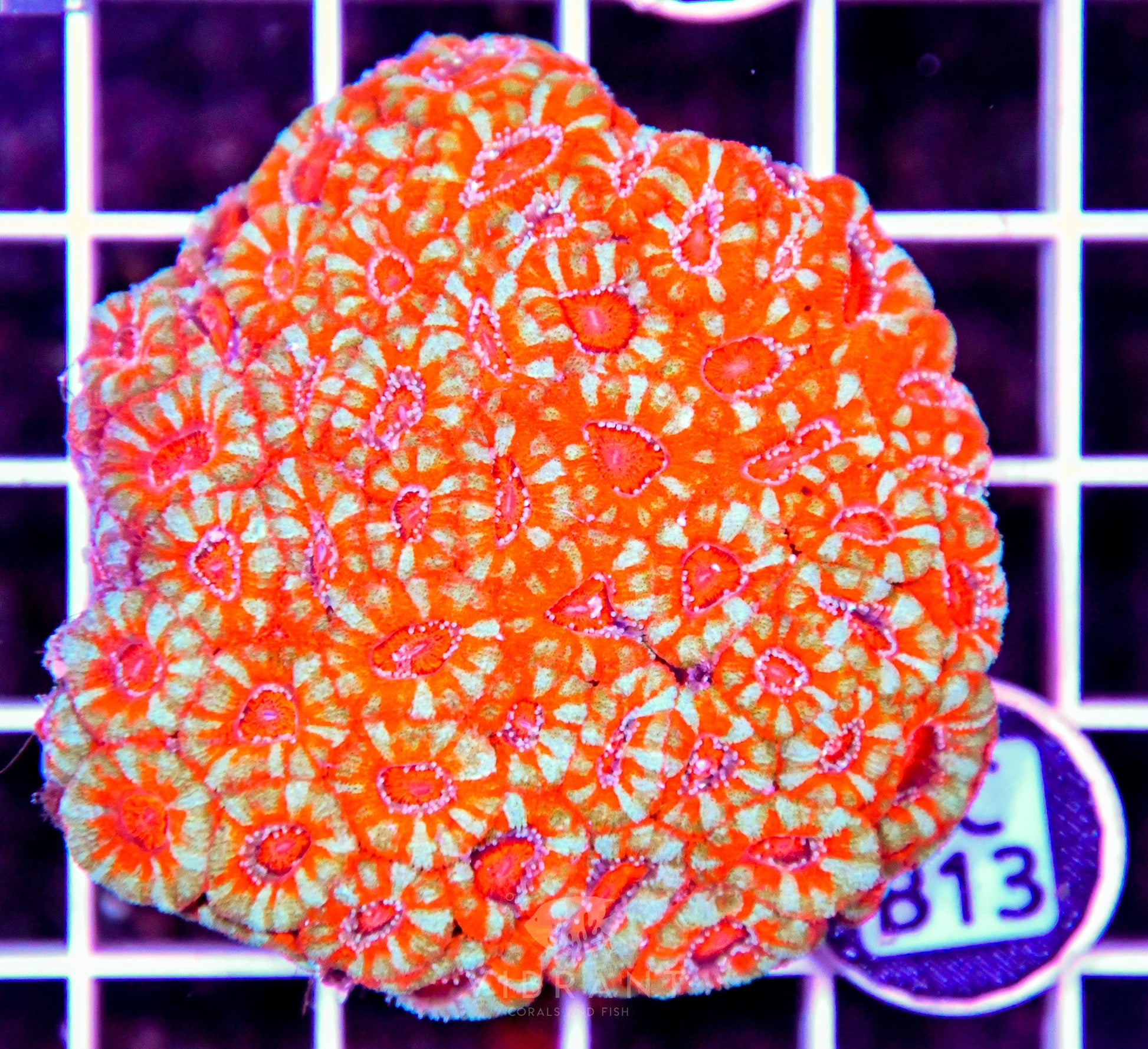 Micromussa INDO