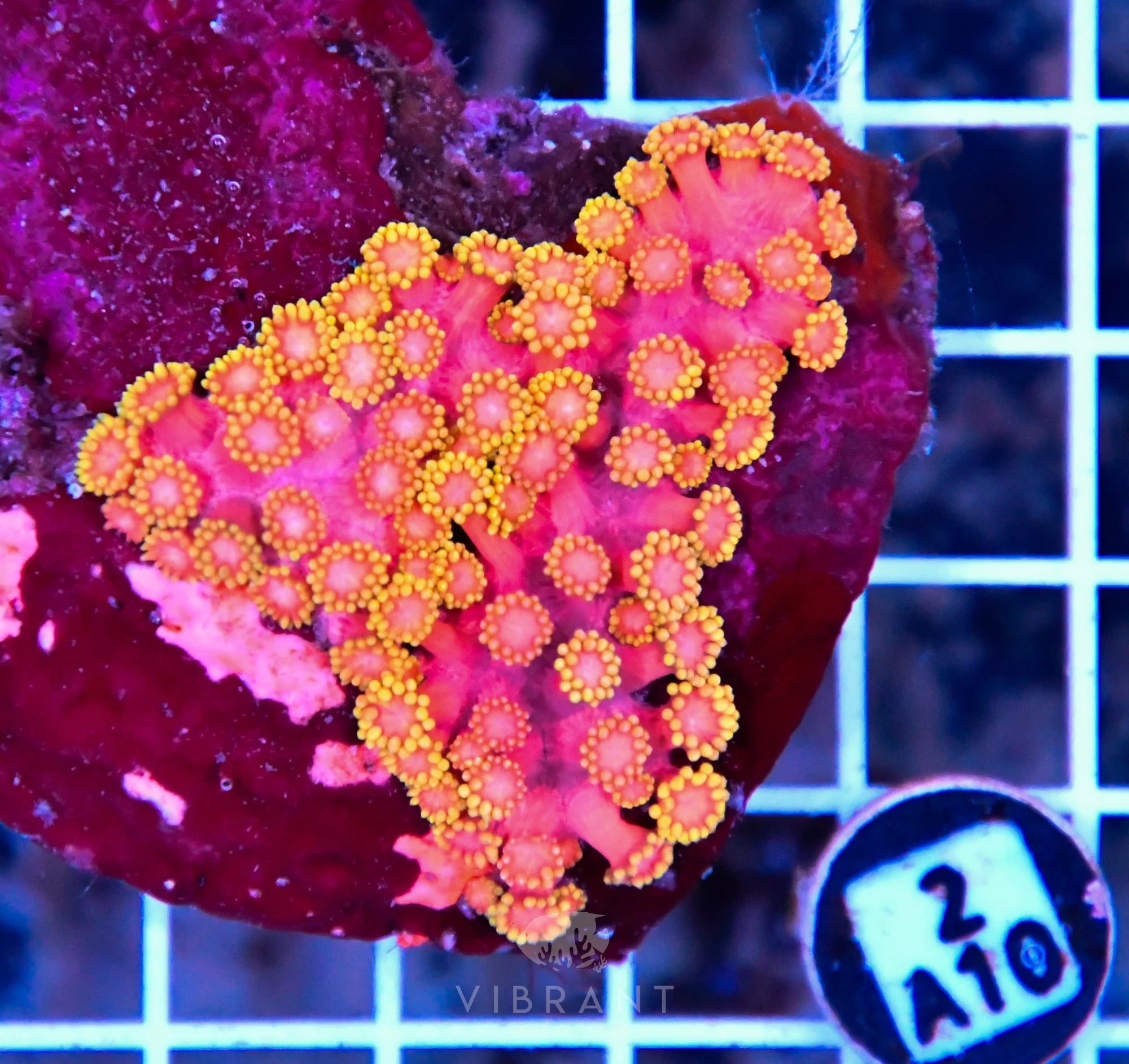 Goniopora INDO W