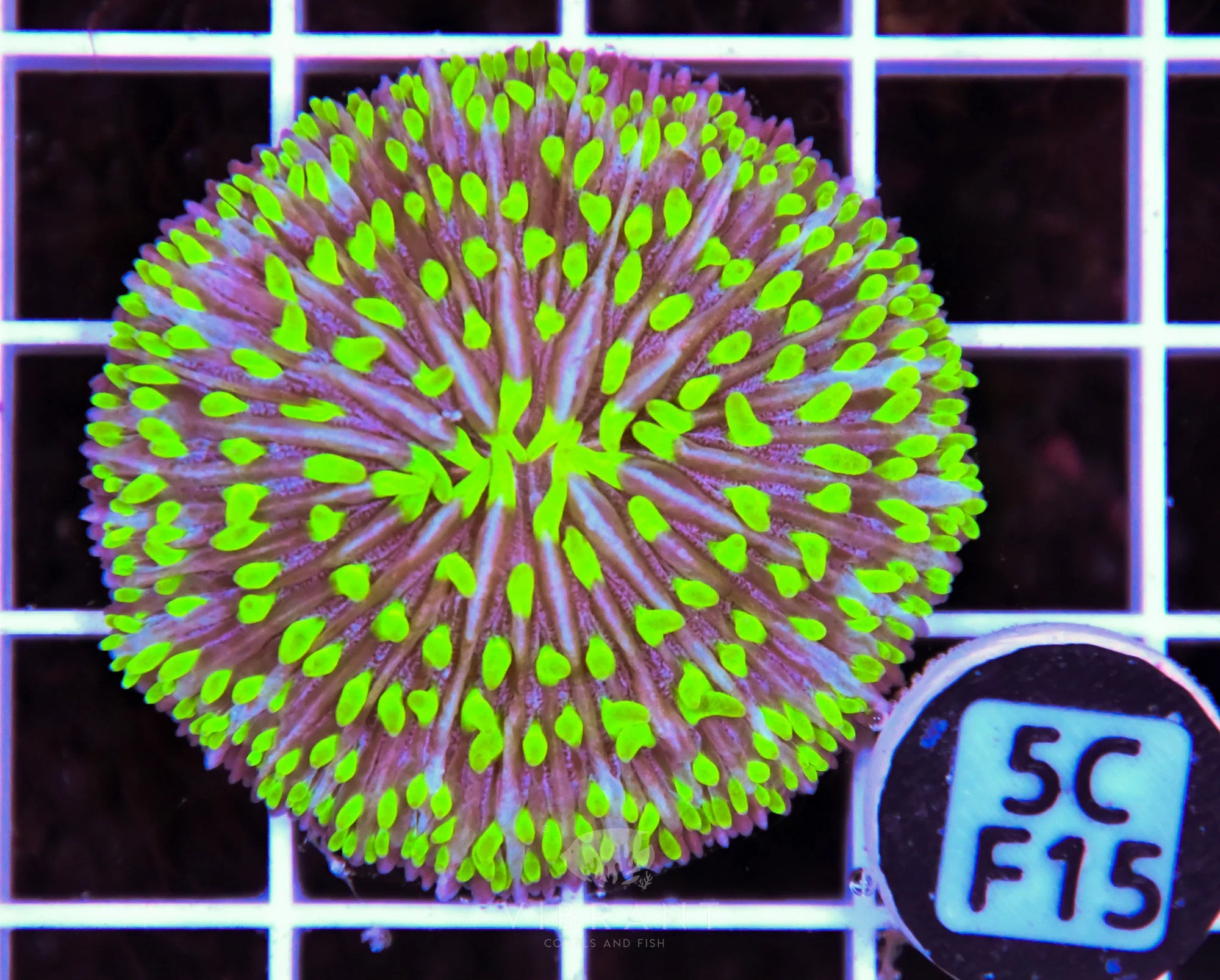 Fungia AUS