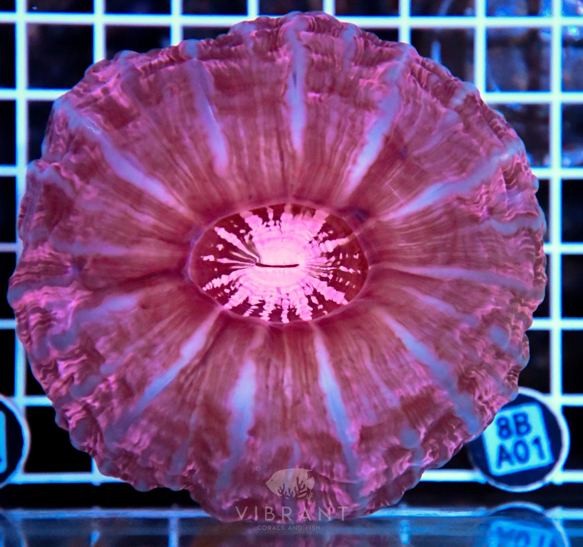 Indophyllia INDO W