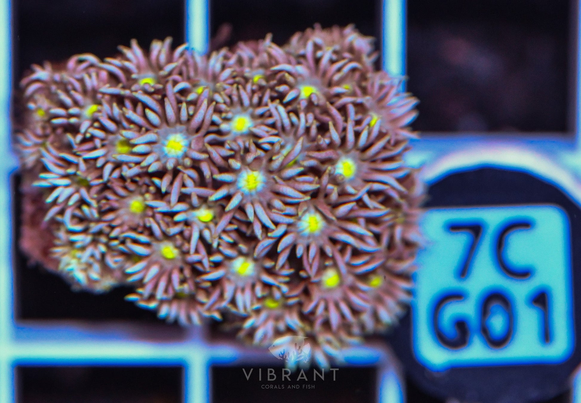 Frag Goniopora WAUS