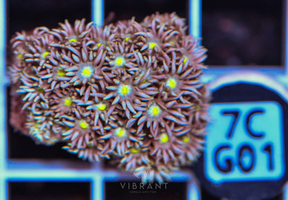 Frag Goniopora WAUS