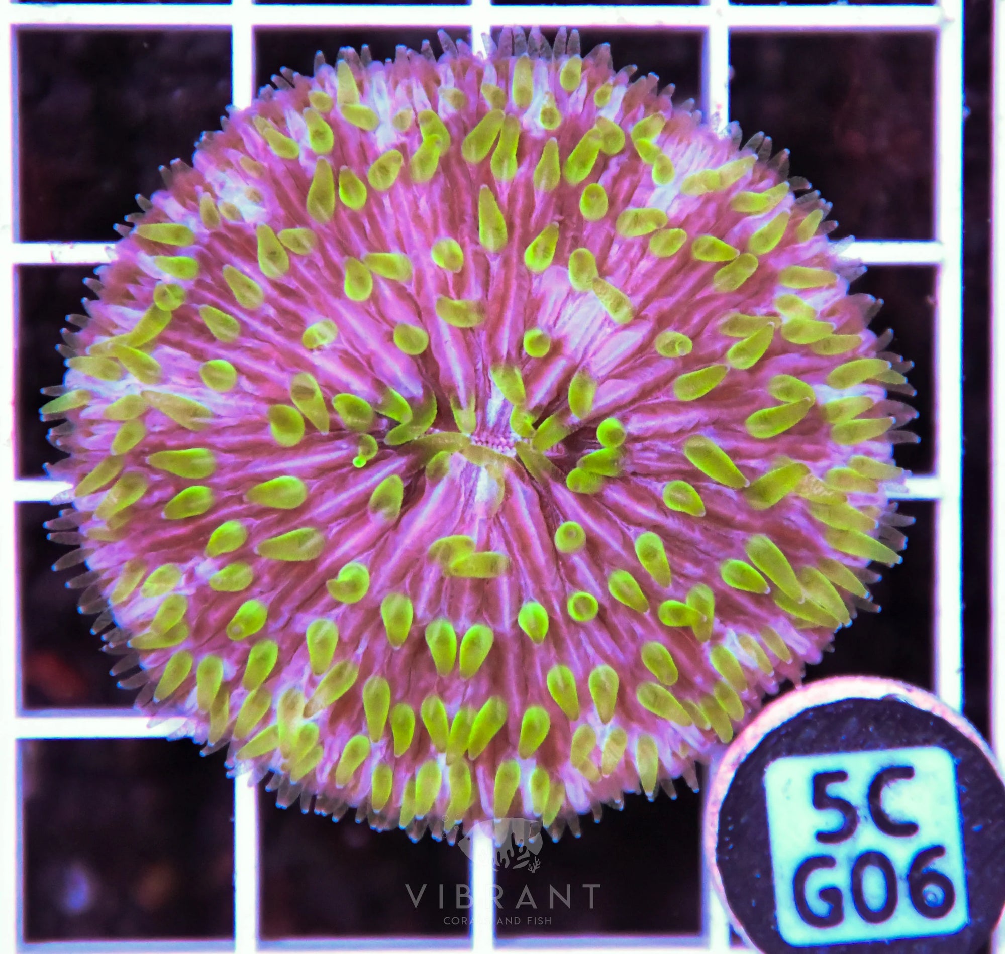Fungia AUS