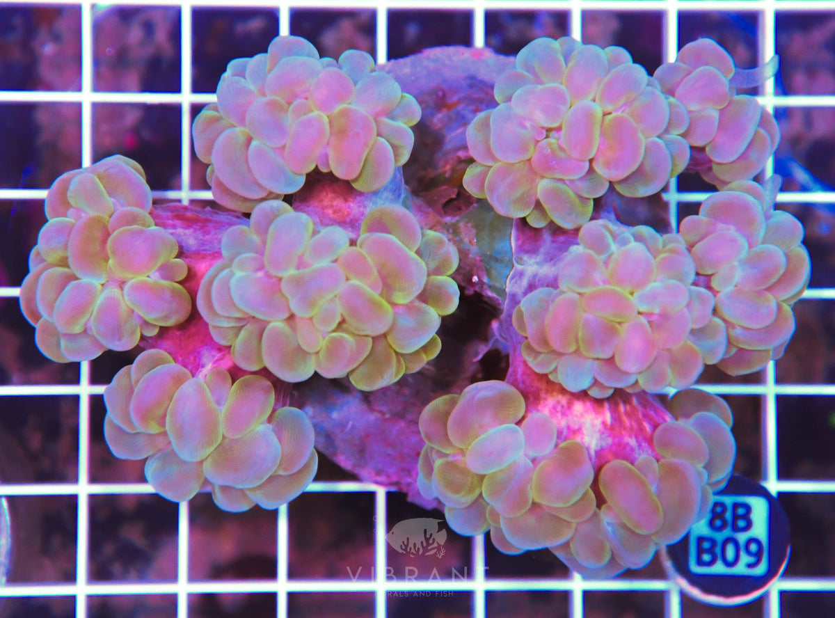 Bubble Coral INDO