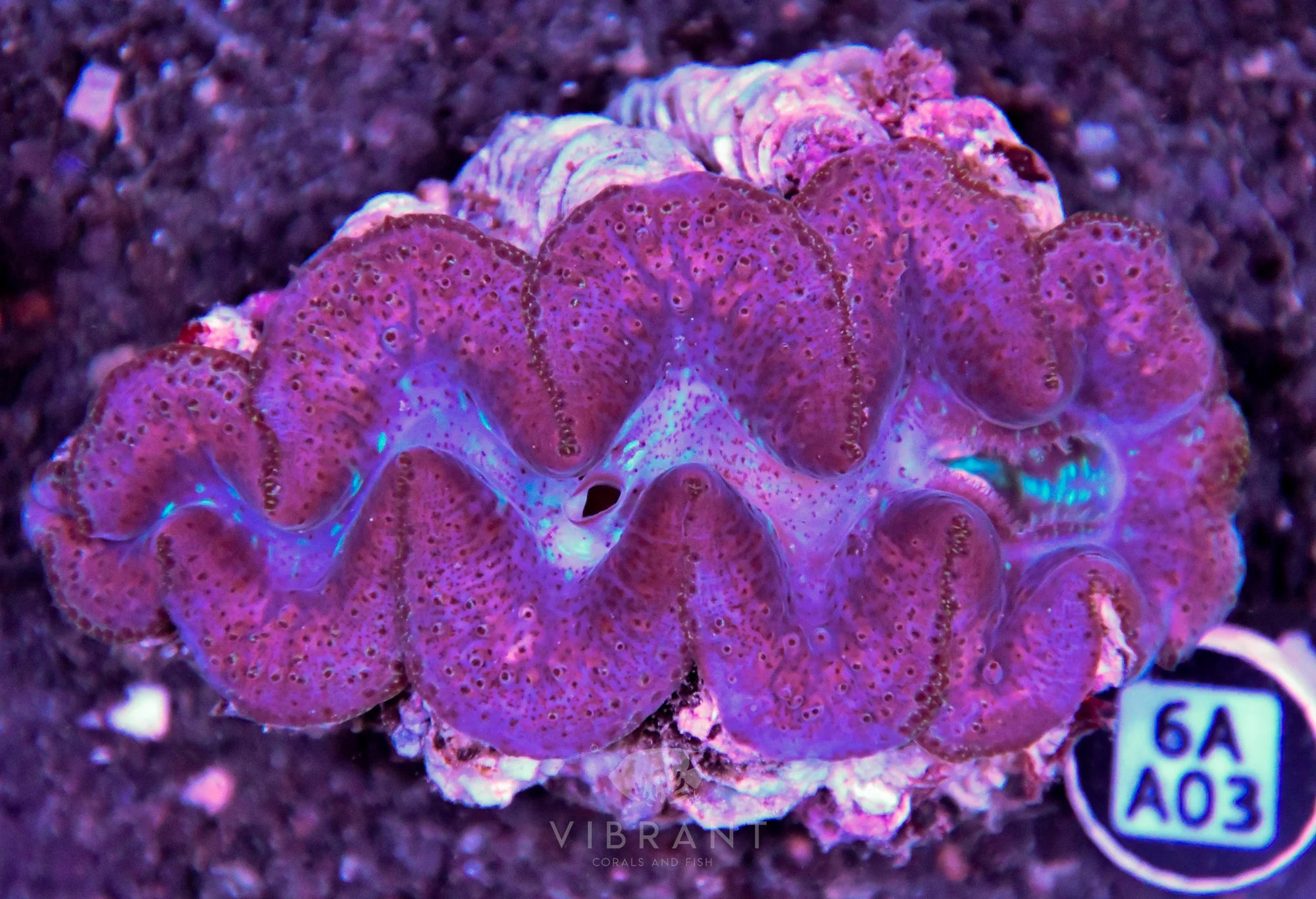 Clam NINGALOO