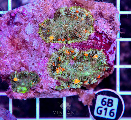 Mushroom INDO