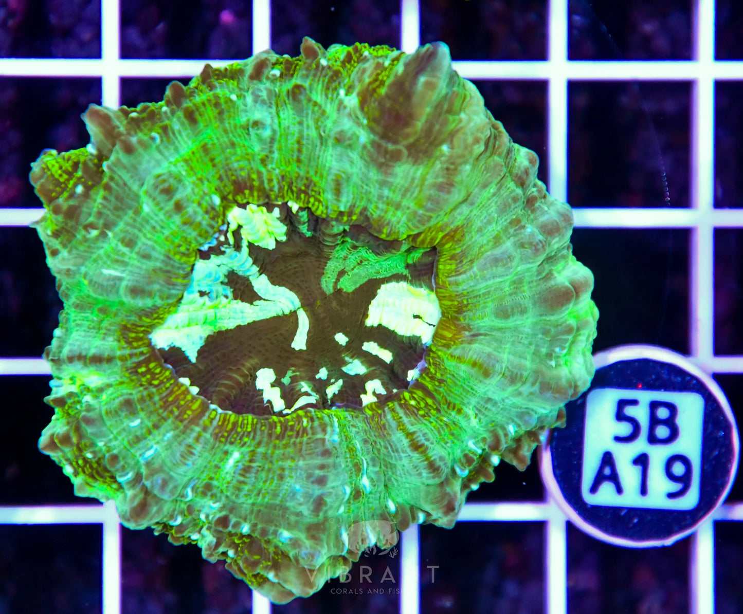 Acanthophyllia AUS