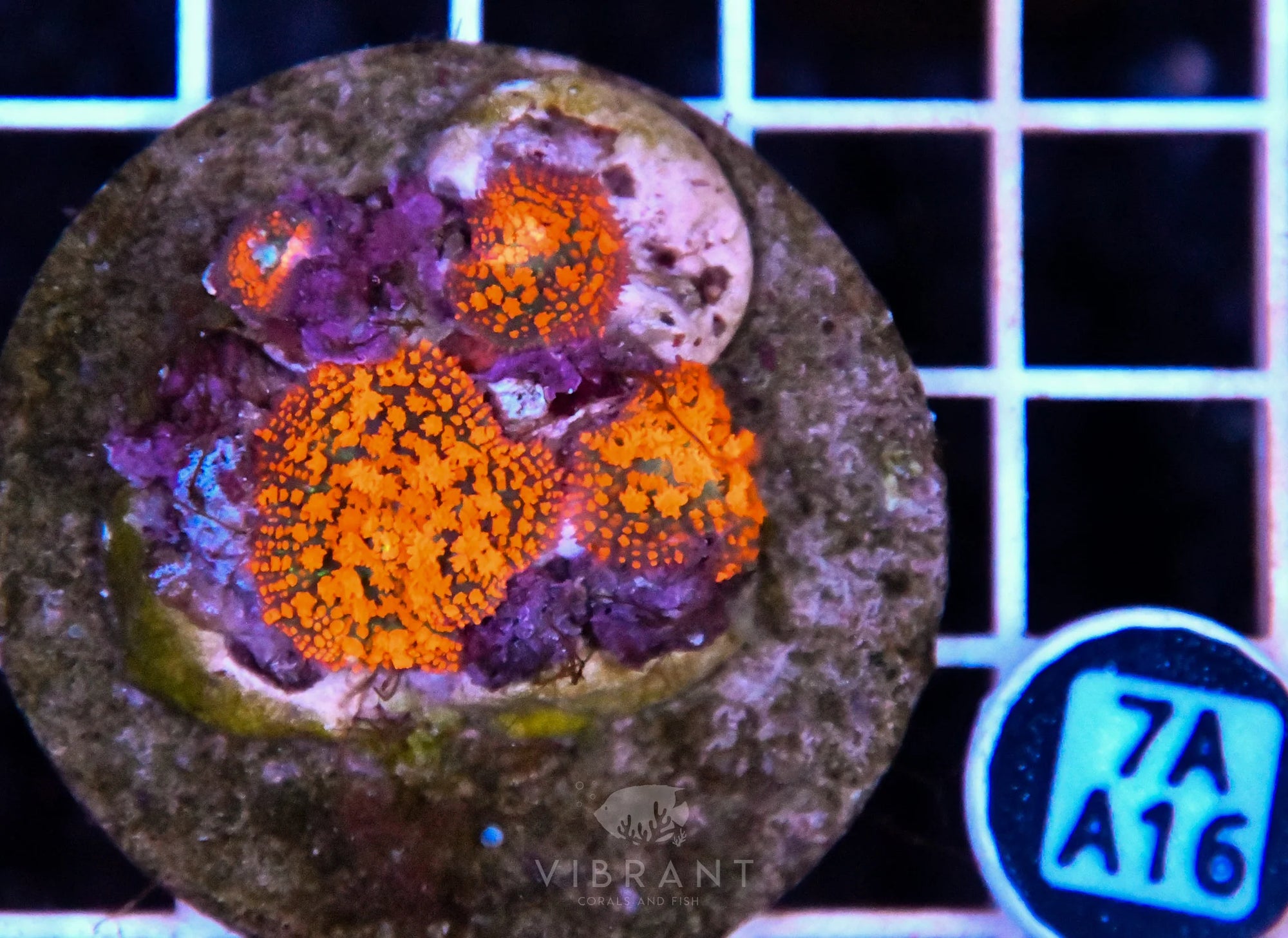 Mushroom INDO