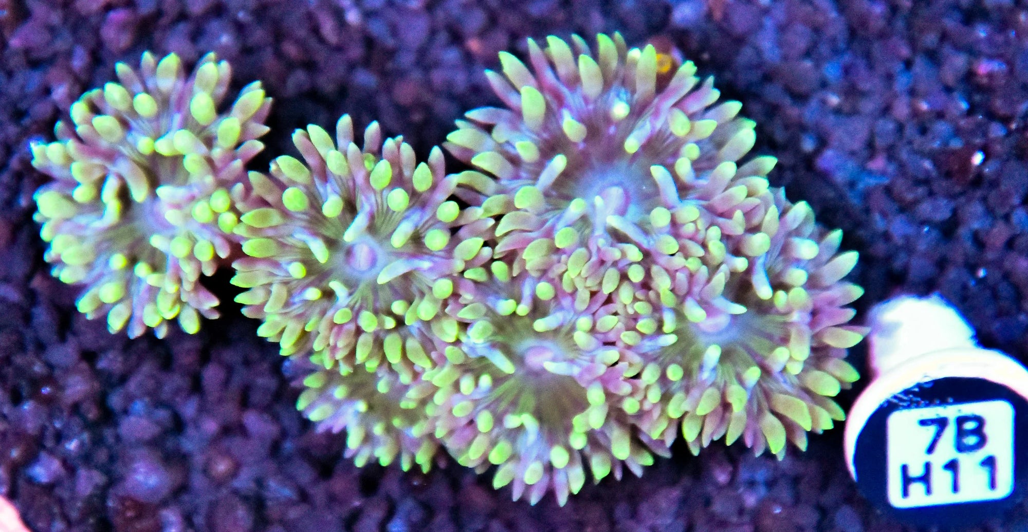 Duncun Colony AUS
