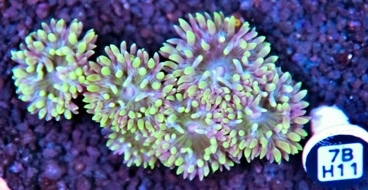 Duncun Colony AUS