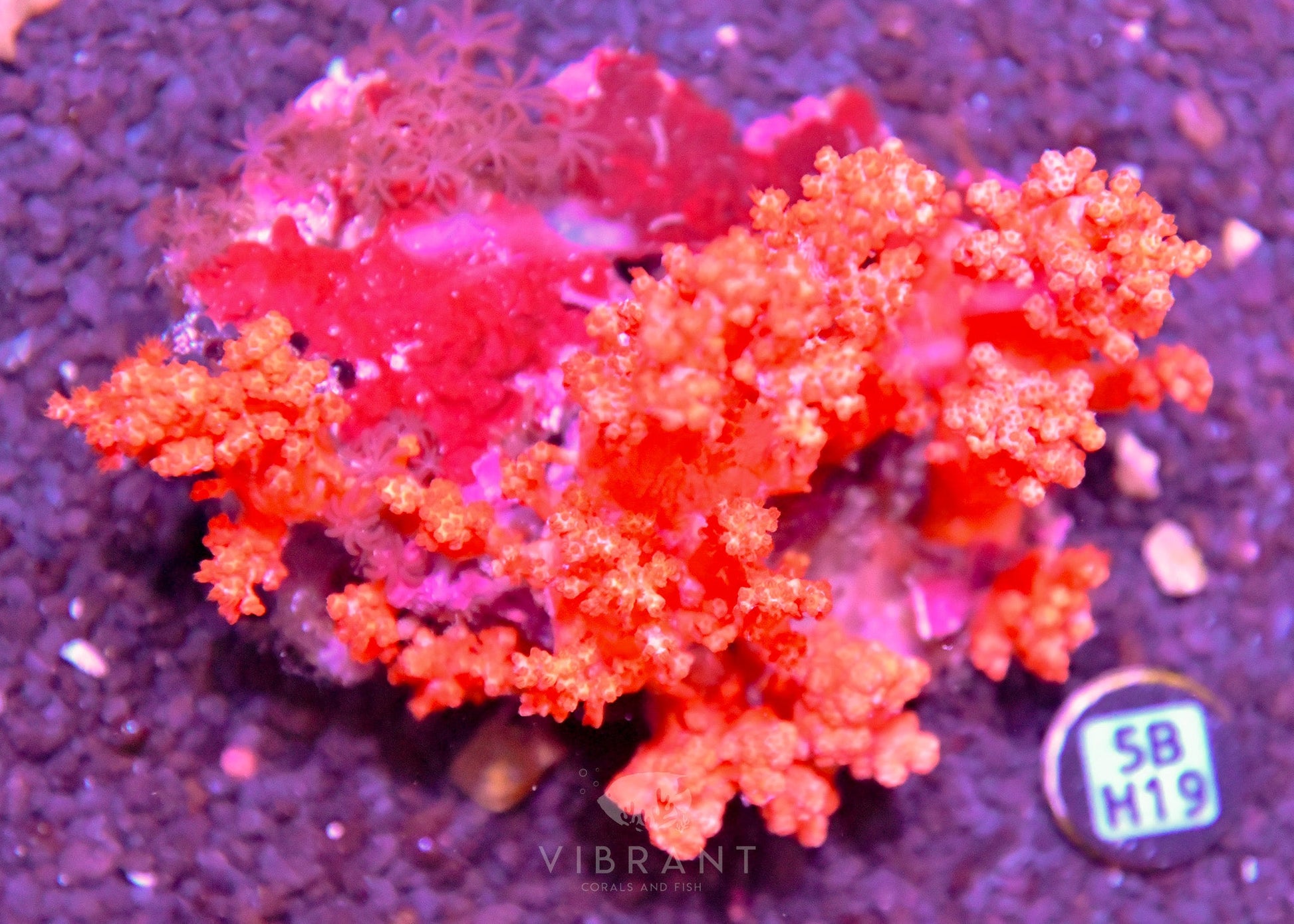 Carnation Coral INDO W