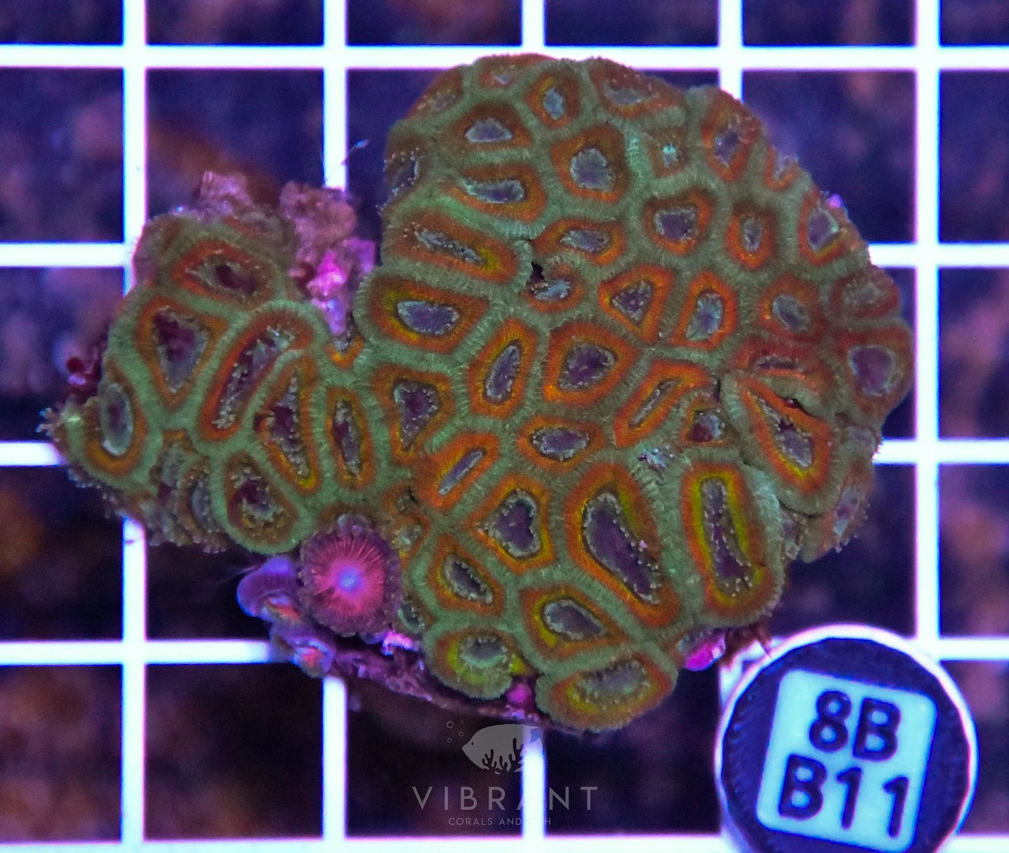Micromussa INDO W