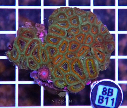 Micromussa INDO W