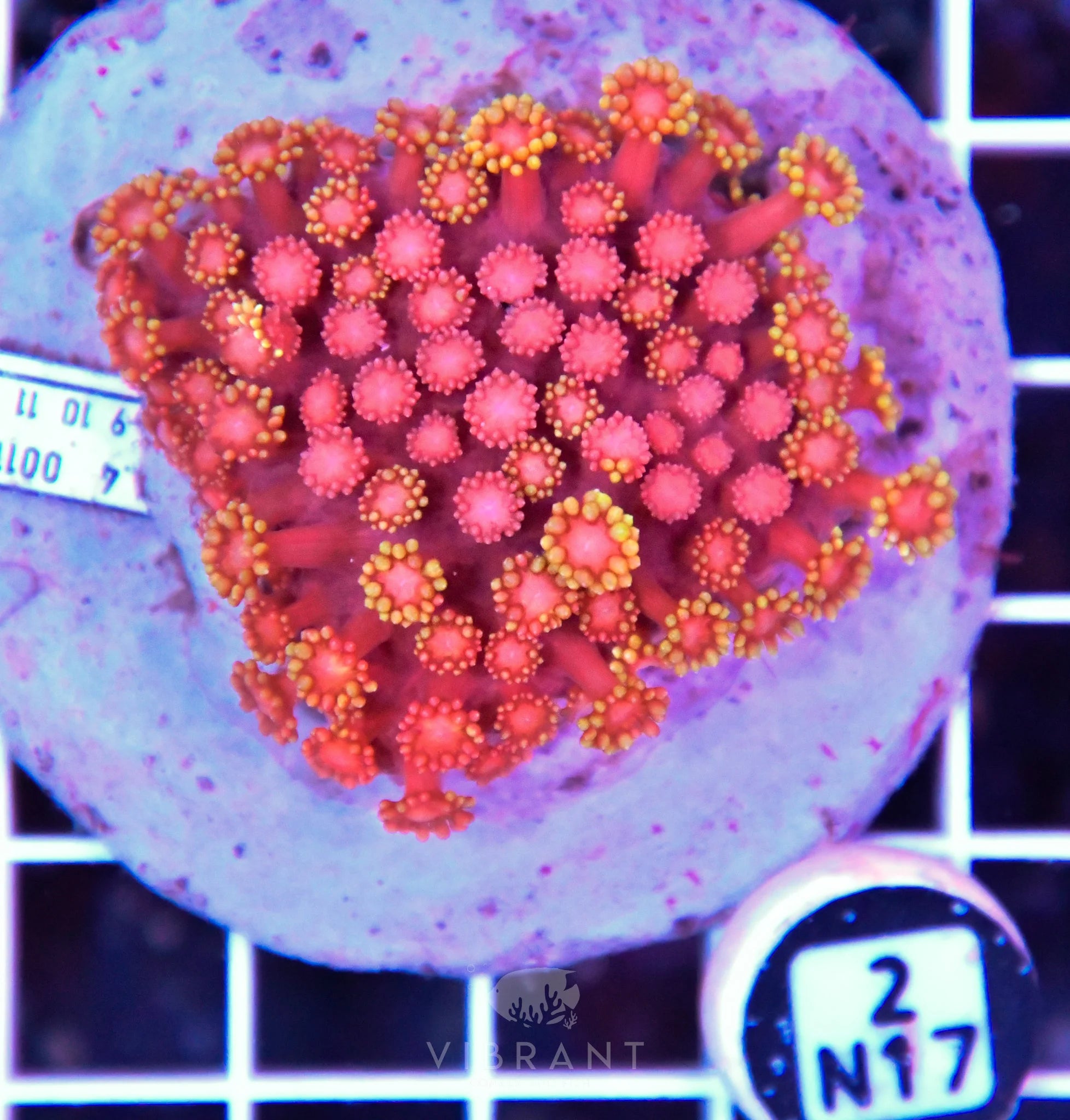 Goniopora INDO