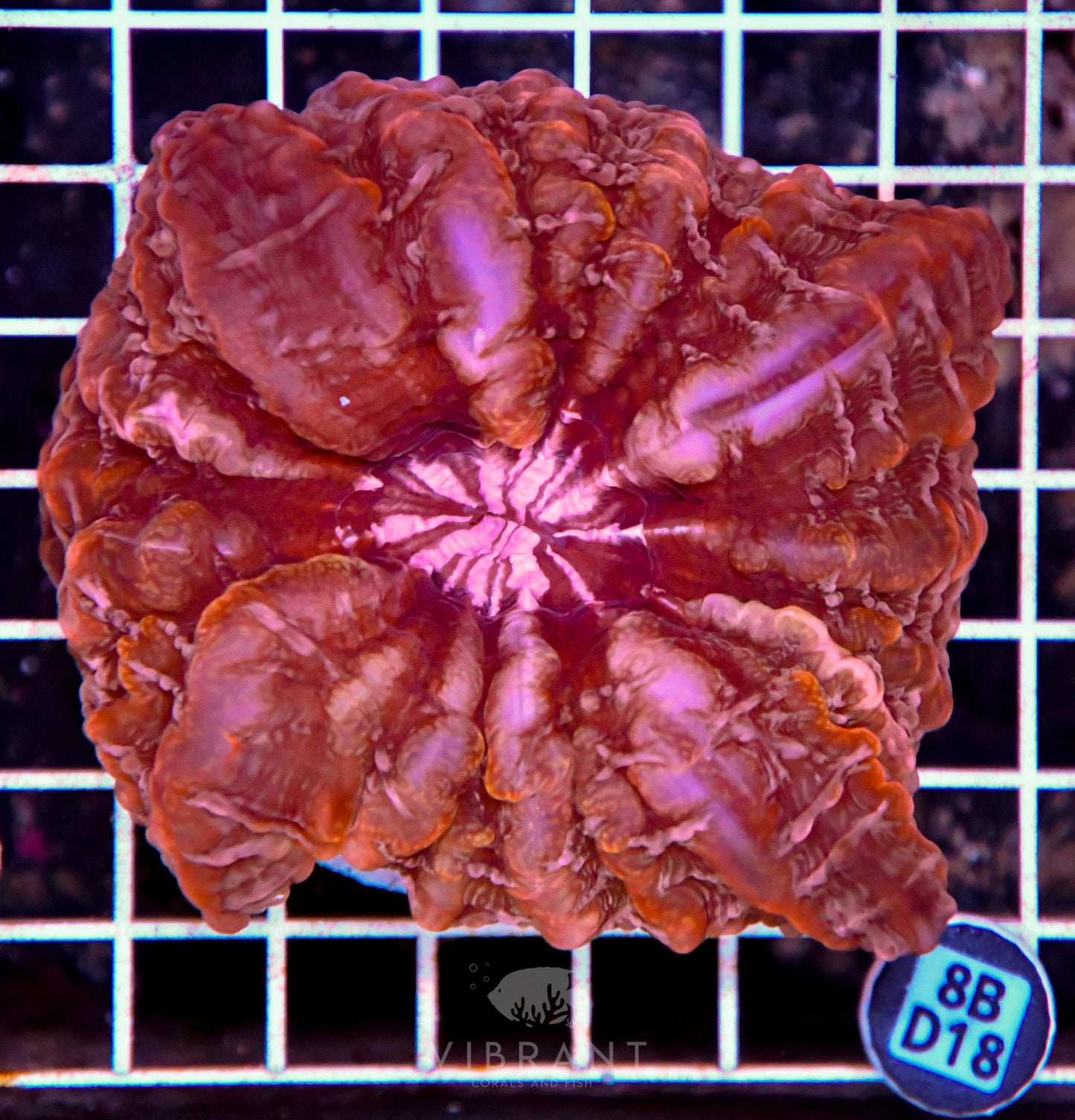 Indophyllia INDO W