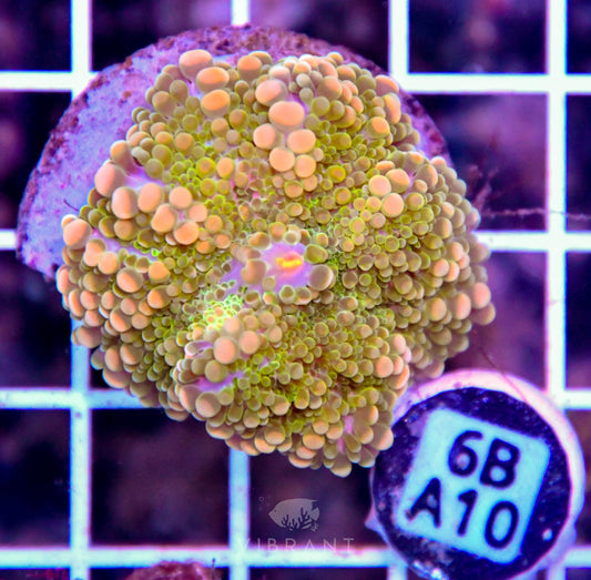 Mushroom INDO