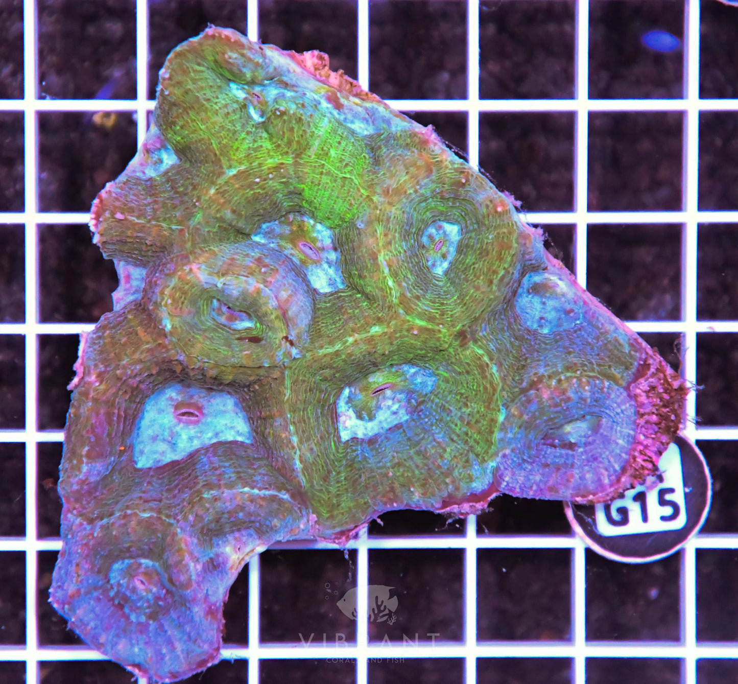 Acan Bower AUS