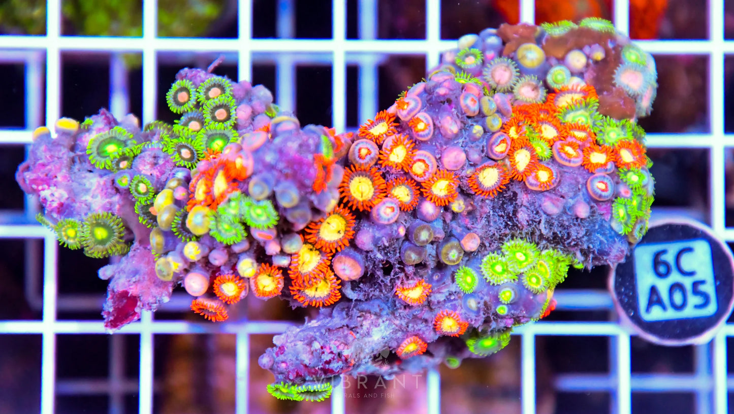 Zoa AUS