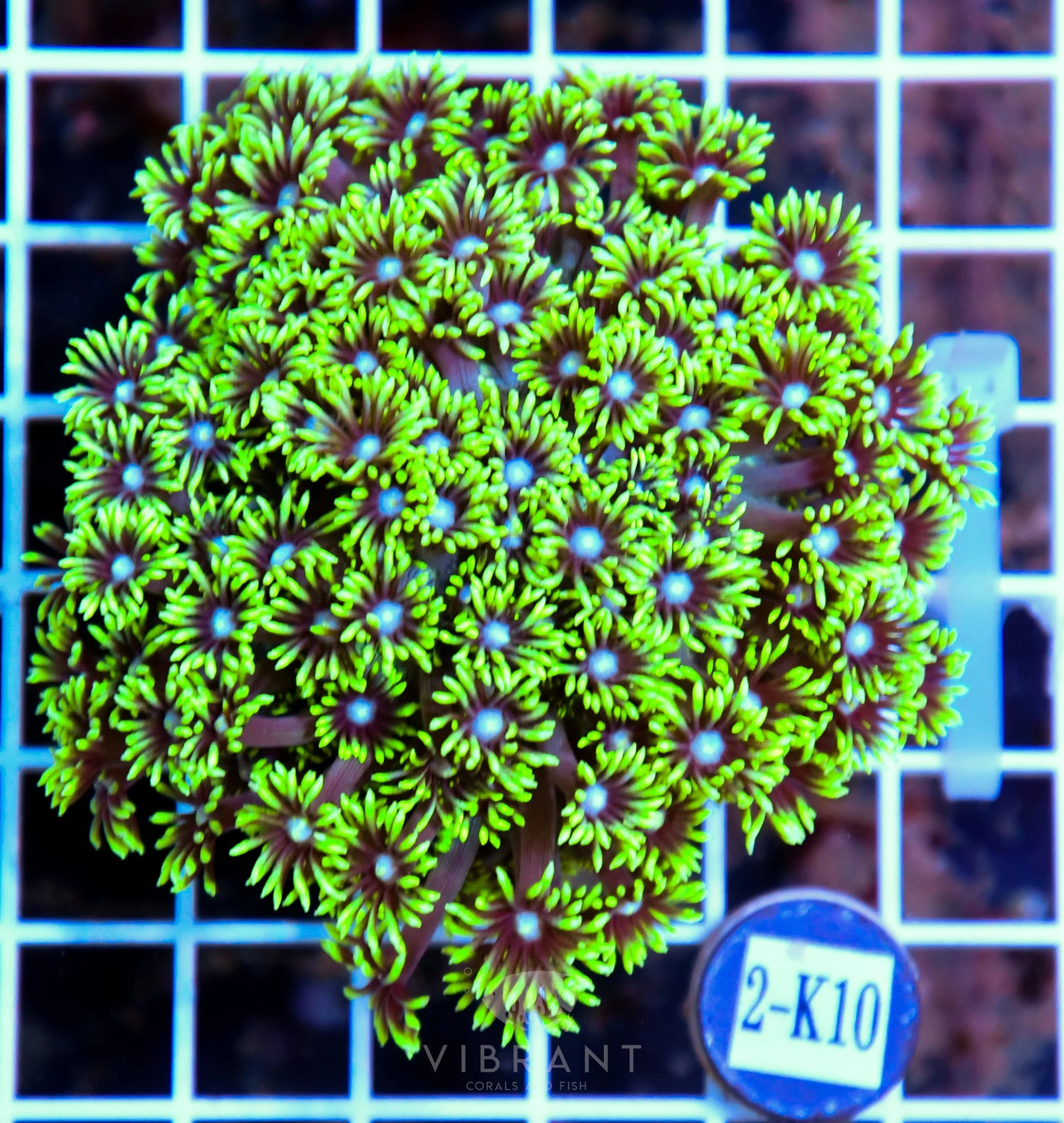 Goniopora AUS