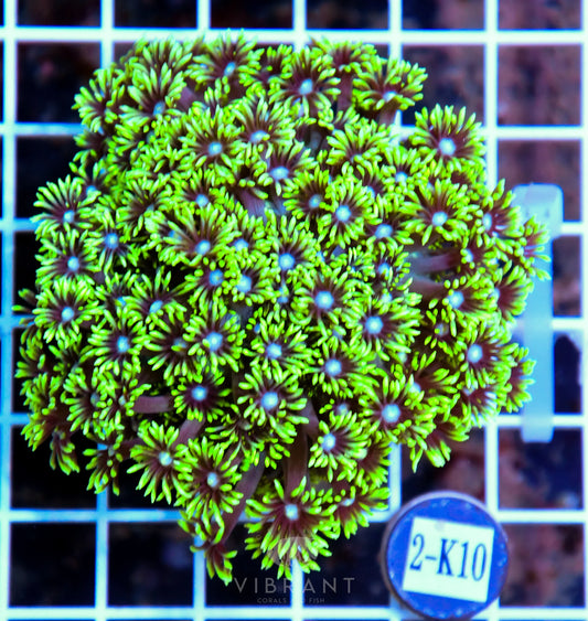 Goniopora AUS