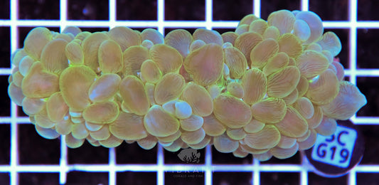 Bubble Coral AUS