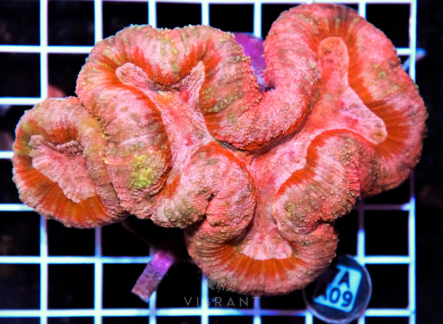 Symphyllia INDO