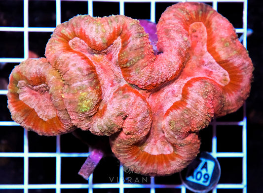 Symphyllia INDO