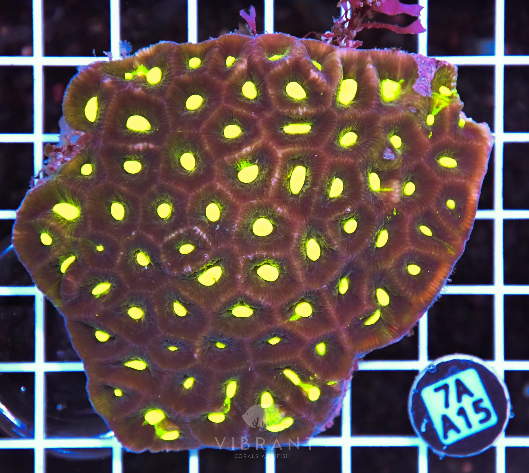 Goniastrea AUS