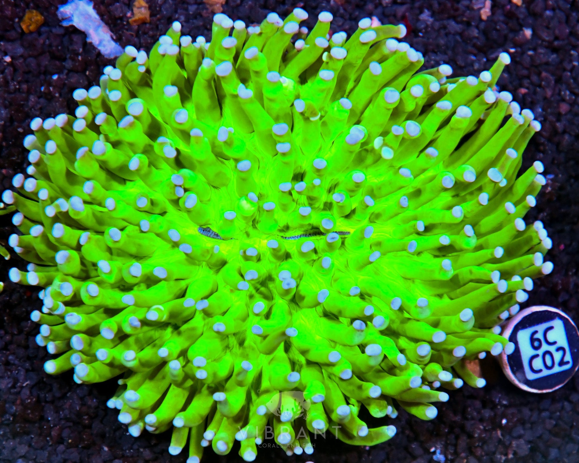 Heliofungia AUS