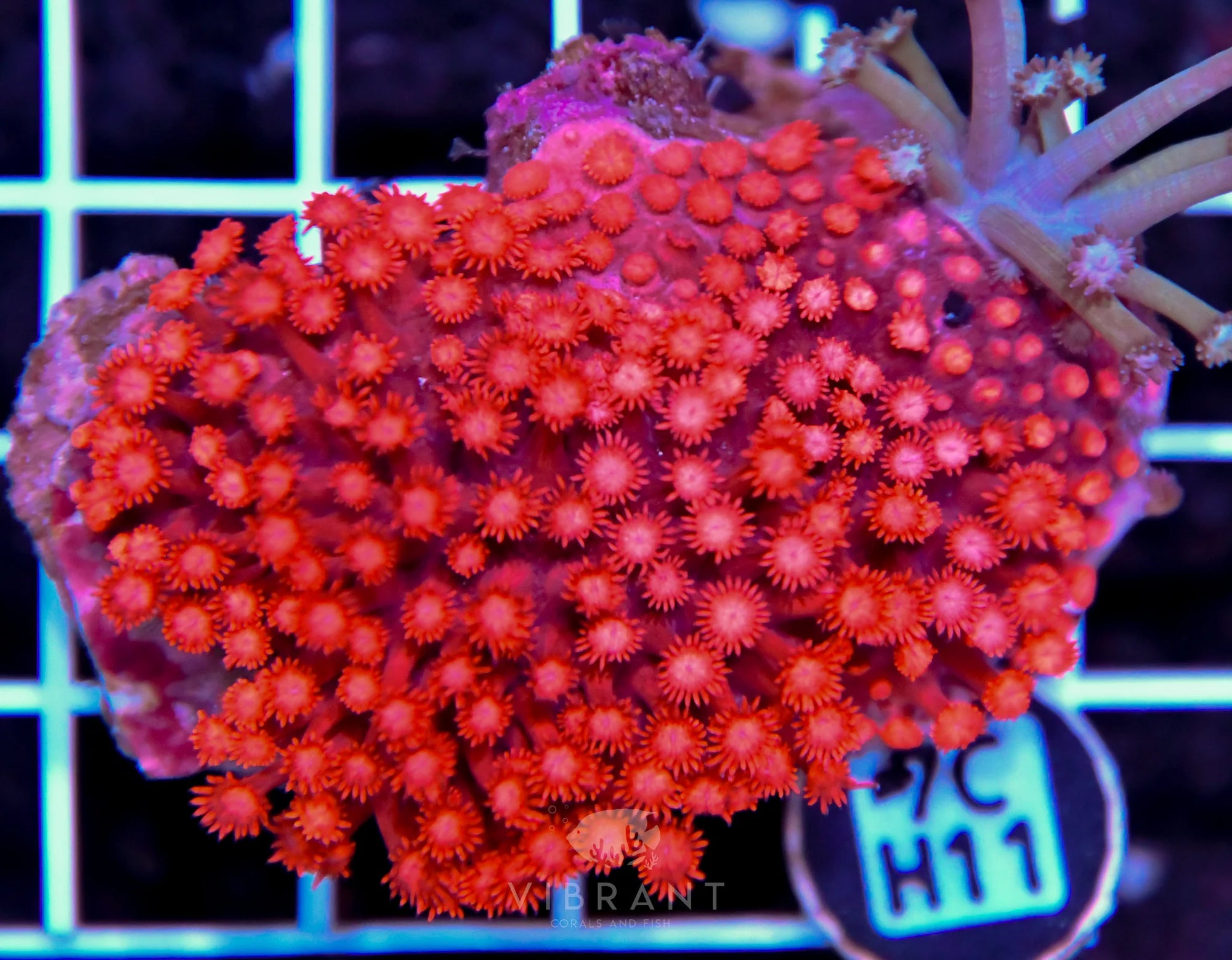 Goniopora INDO W