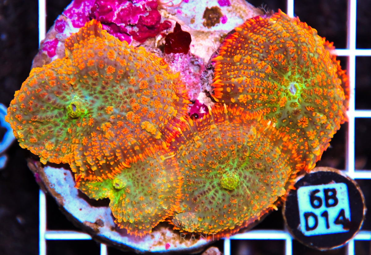 Mushroom INDO