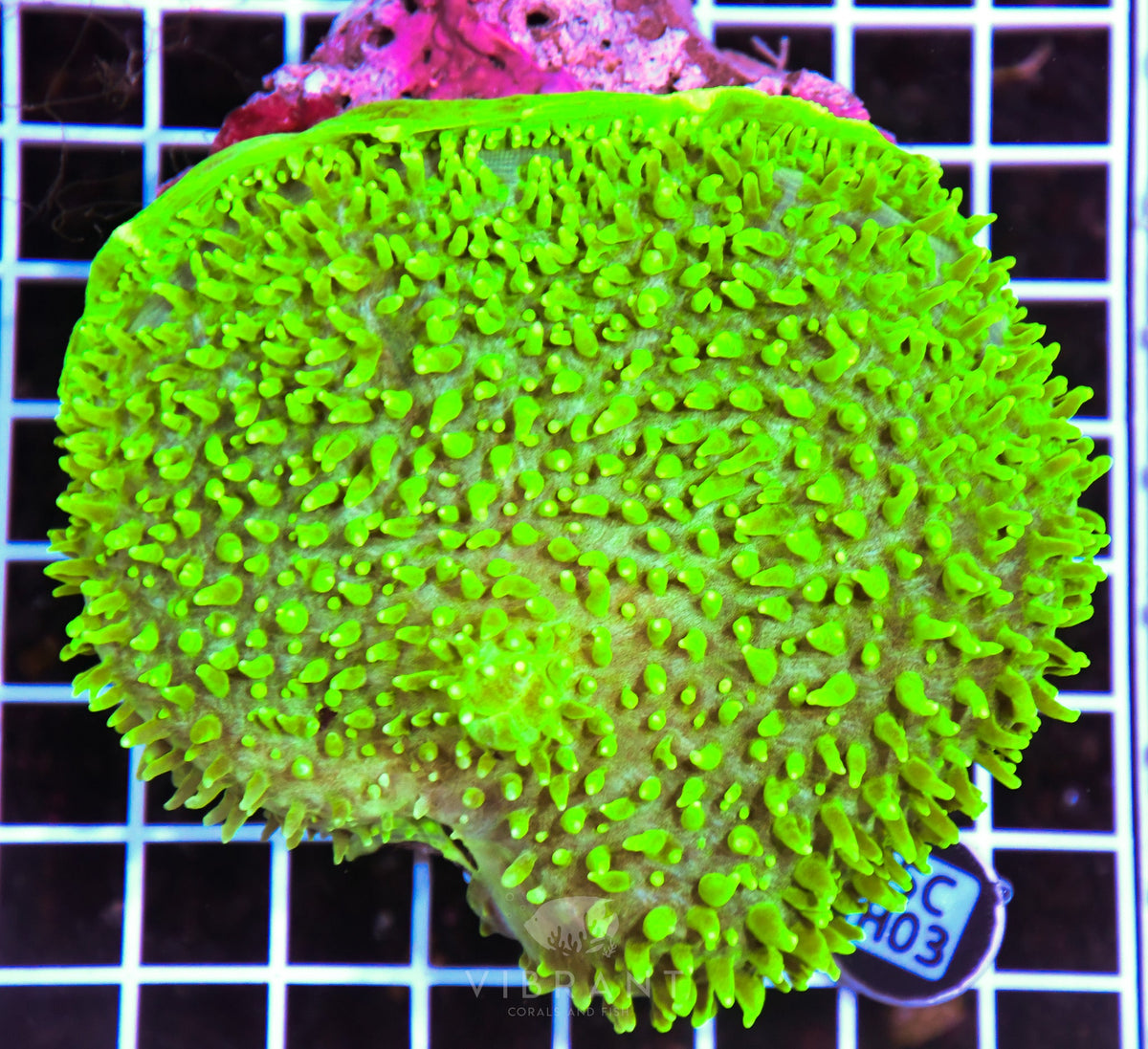 Mushroom INDO