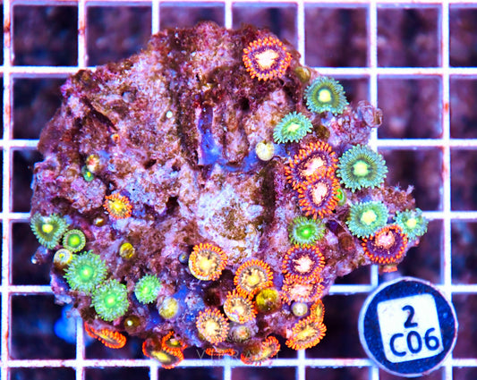 Zoa AUS