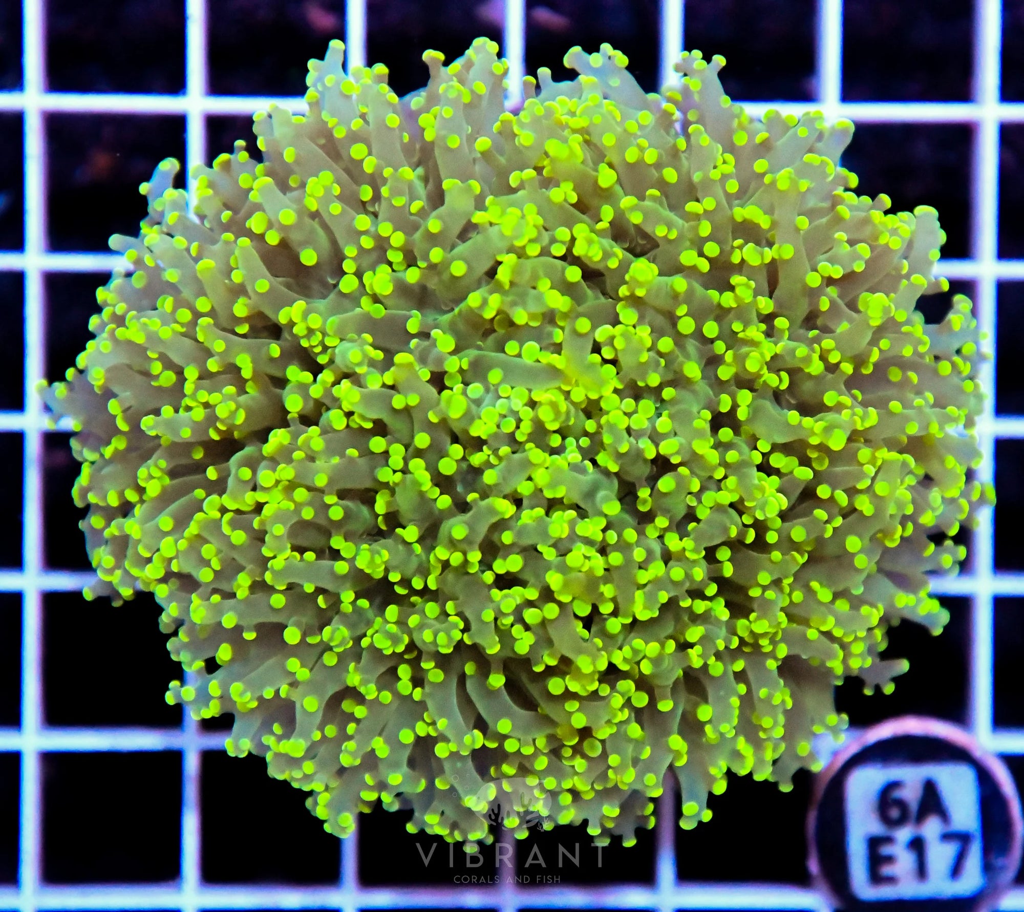 Yaeyamaensis Branching INDO