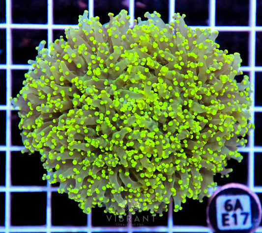 Yaeyamaensis Branching INDO