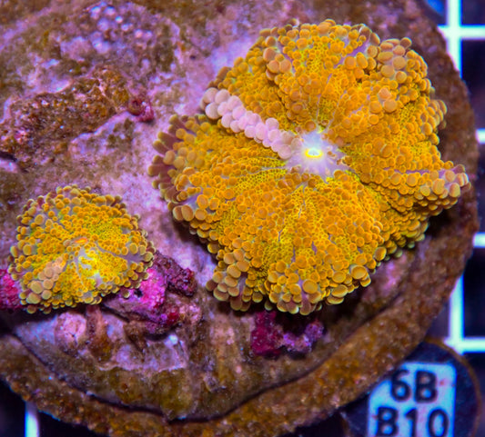 Mushroom INDO