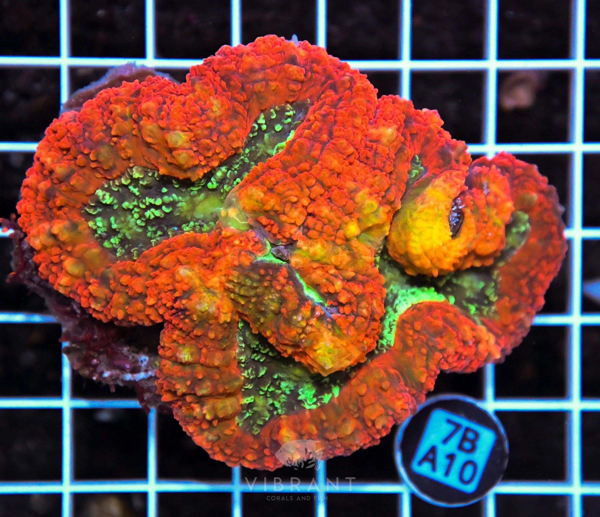 Symphyillia AUS